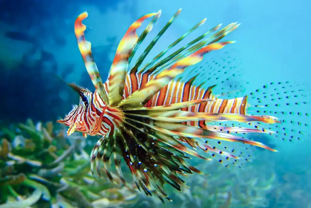 Close-up underwater photograph of a colourful lionfish swimming above coral reef with turquoise ocean background