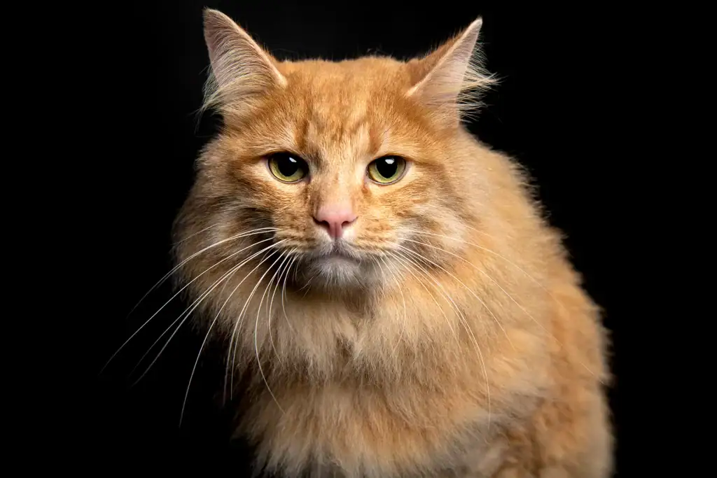 Close-up portrait of a majestic long-haired ginger cat with green eyes against a black background – luxury feline photography in Johannesburg