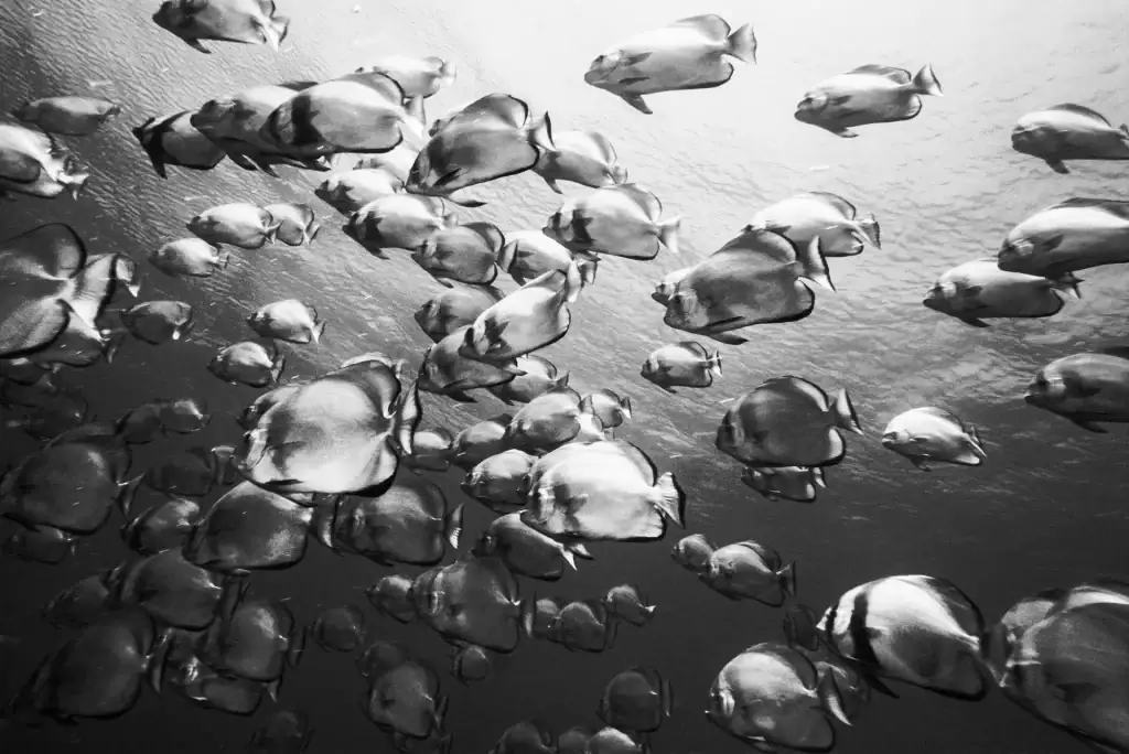 Black and white underwater image of a large school of batfish swimming in synchronised formation, captured in natural light during an ocean dive