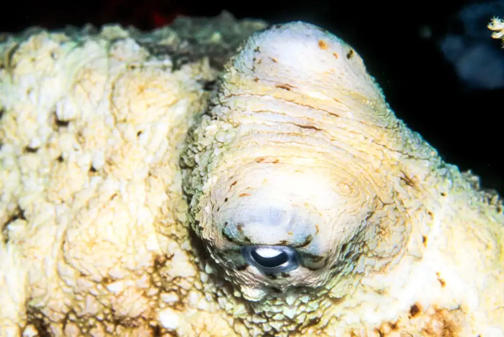 Macro image of an octopus eye in high detail, showcasing camouflaged skin and marine texture under soft underwater lighting