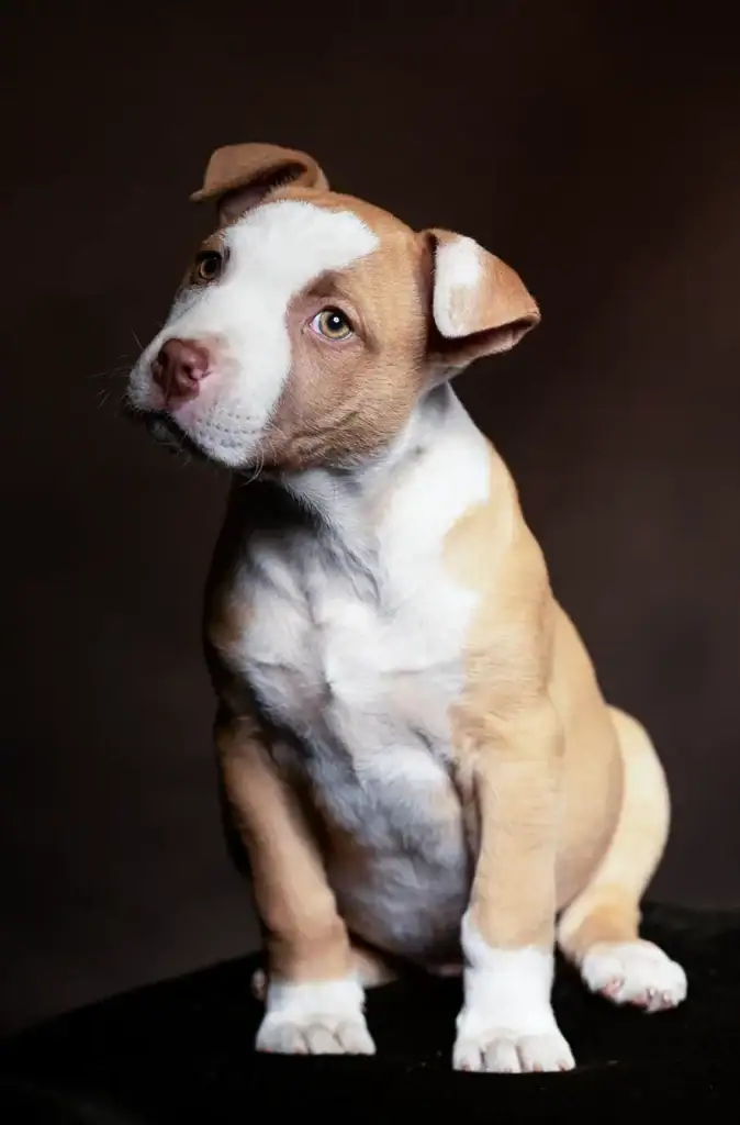Studio portrait of a young light brown puppy with white markings, sitting against a dark background, looking up sweetly