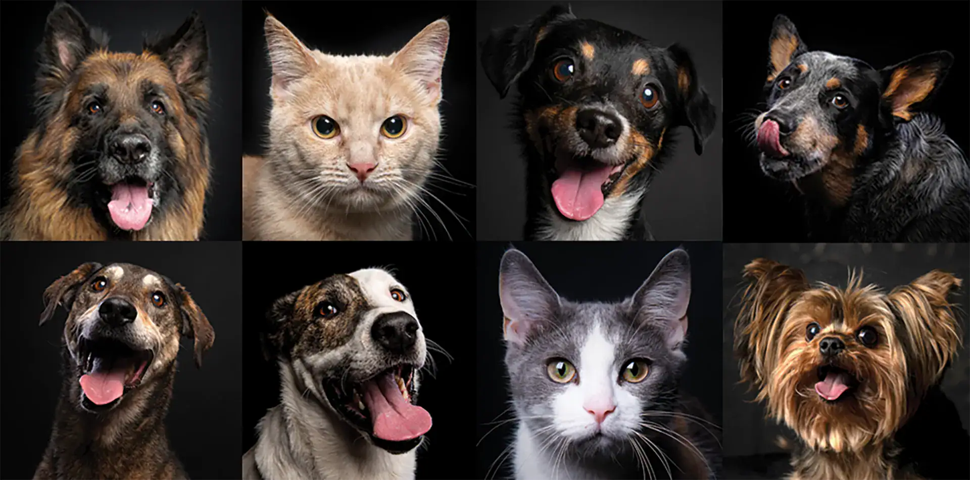 Collage of professional studio portraits of dogs and cats with black backgrounds – premium pet photography in Johannesburg