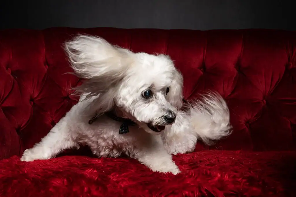 Dog Photo, energetic small dog mid-leap off a red couch, playful expression