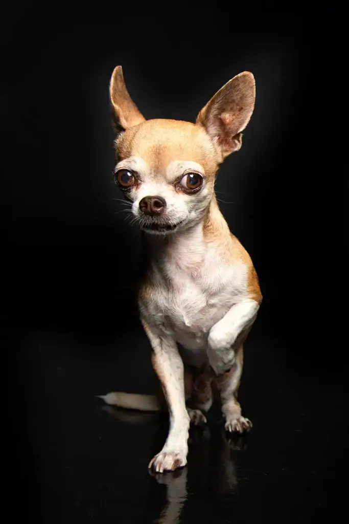 Funny Chihuahua standing on black studio floor with one paw lifted and wide eyes in a dramatic pet portrait