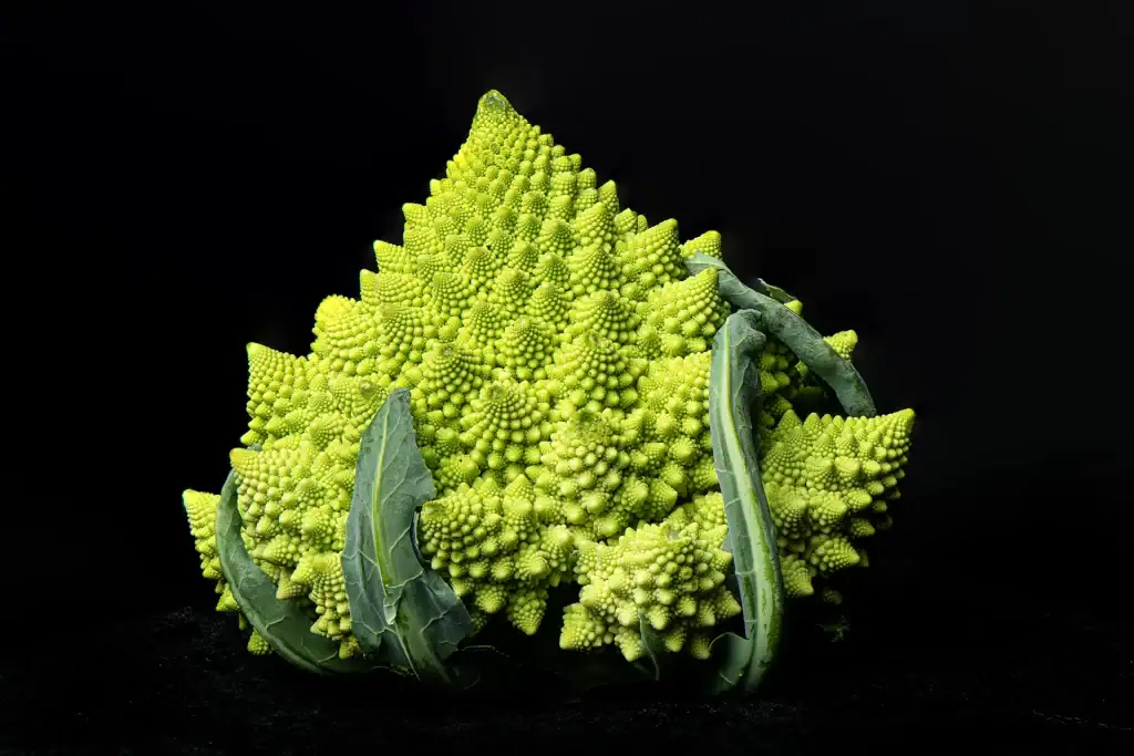 Detailed studio photo of vibrant green Romanesco broccoli with fractal pattern, perfect for food styling, product photography, and culinary editorials