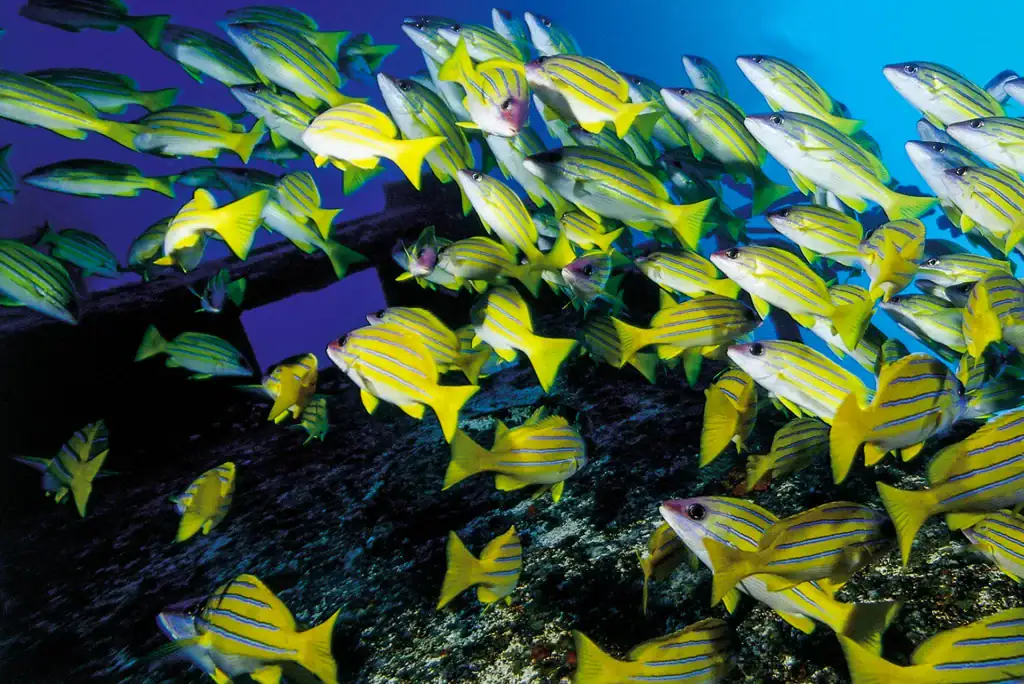 Vibrant school of yellow and blue striped bluestripe snapper swimming over a coral reef with deep purple and blue ocean tones