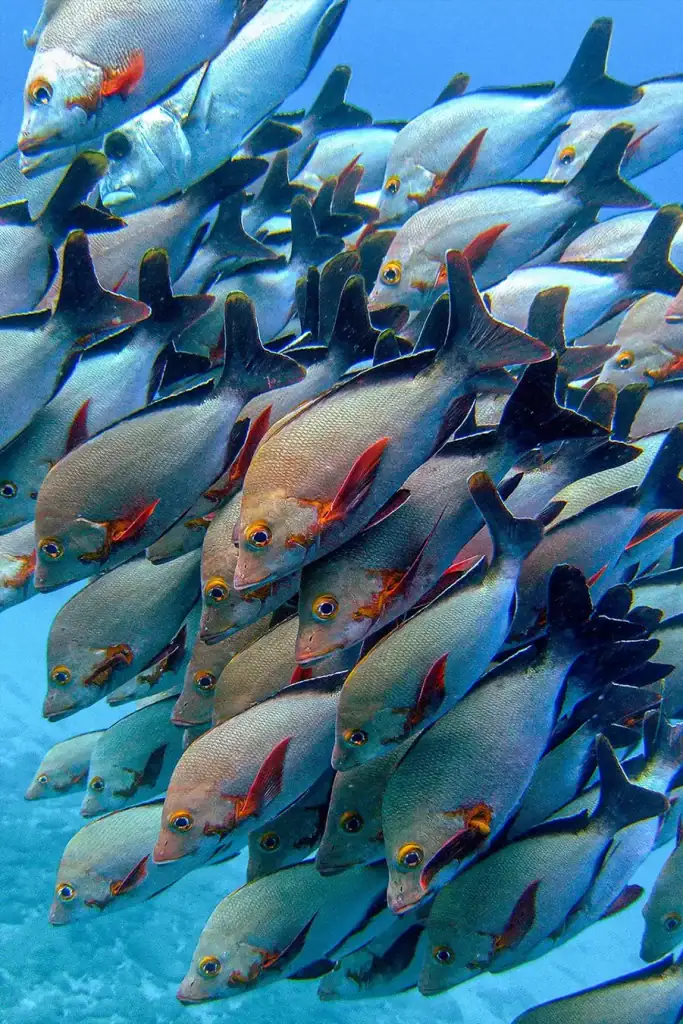 Large school of reef fish with silver bodies and dark fins swimming closely together in clear blue ocean water