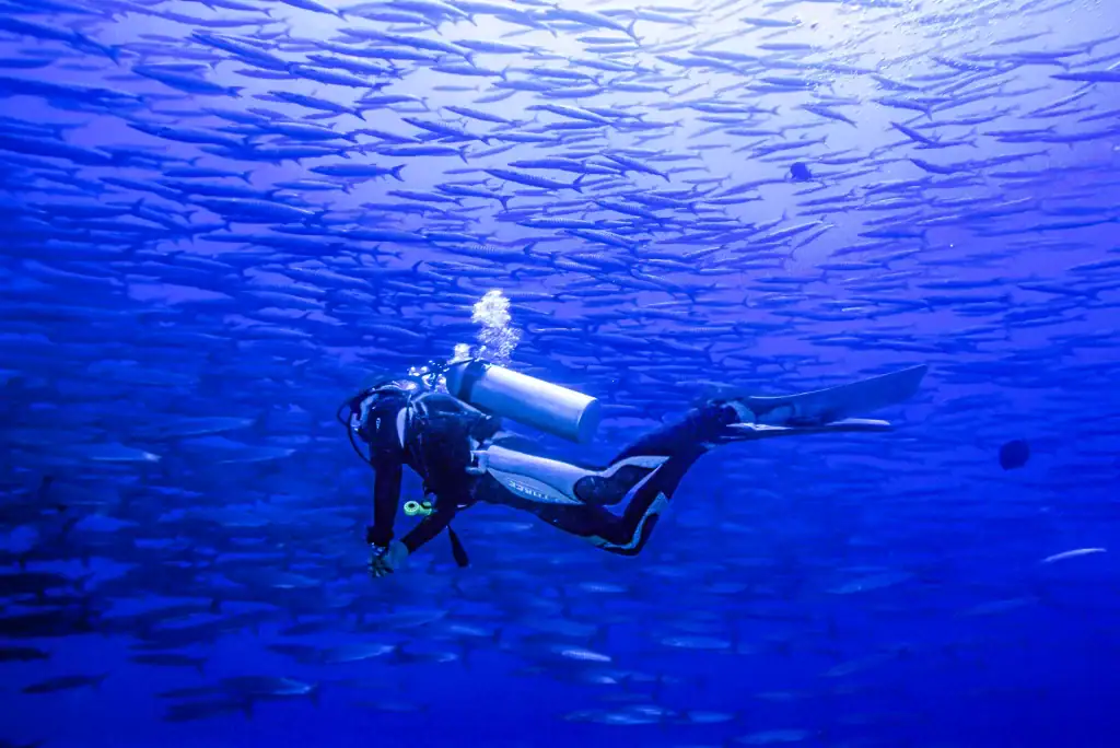A scuba diver swims alongside a massive shoal of fish in the clear blue waters of the Red Sea, capturing the essence of marine exploration.