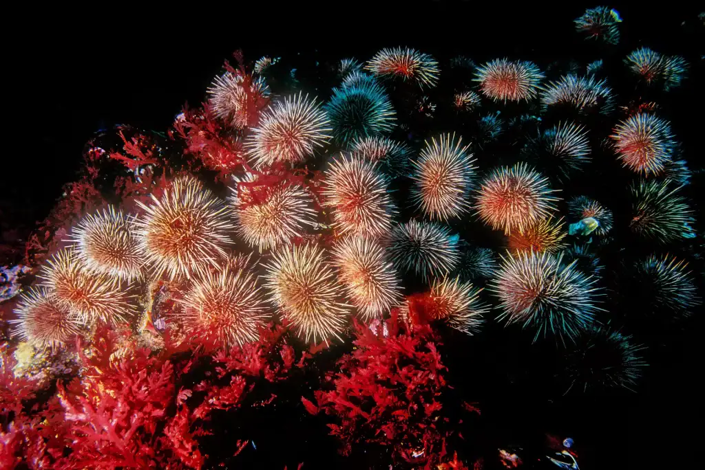 Cluster of sea urchins with radiating spines resting on a vivid red algae-covered coral bed, photographed underwater with a black background