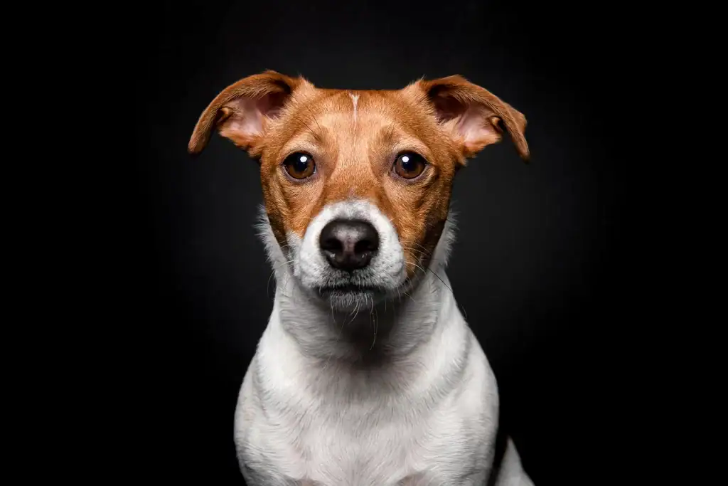 Head-on portrait of a Jack Russell Terrier with a serious expression in dark dog photography studio lighting