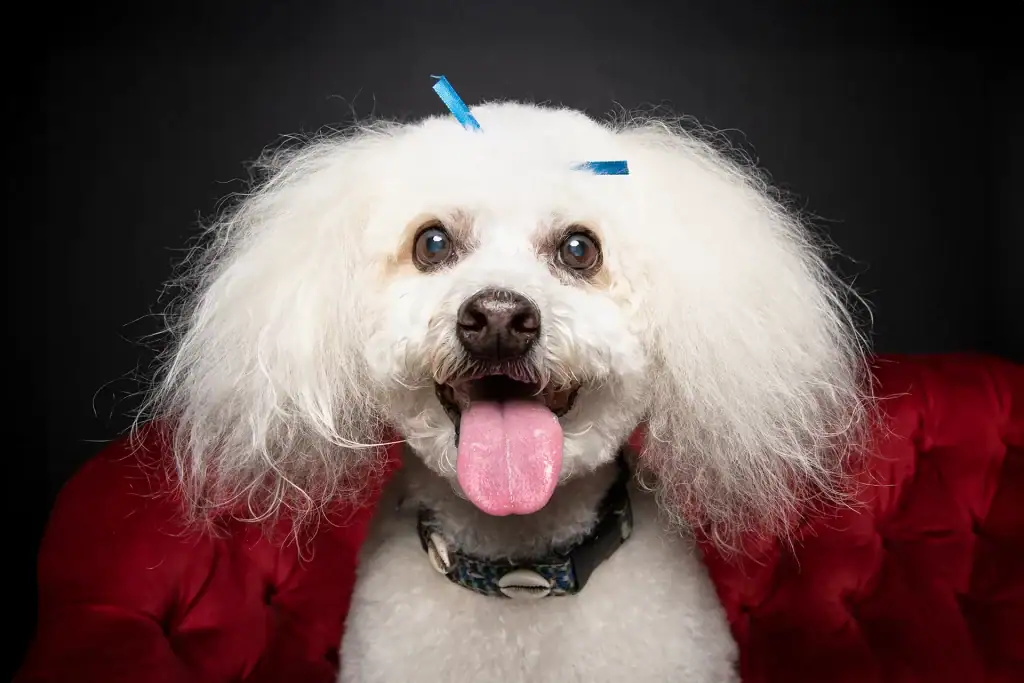 Close-up of a happy white Bichon Frise with tongue out and blue bow