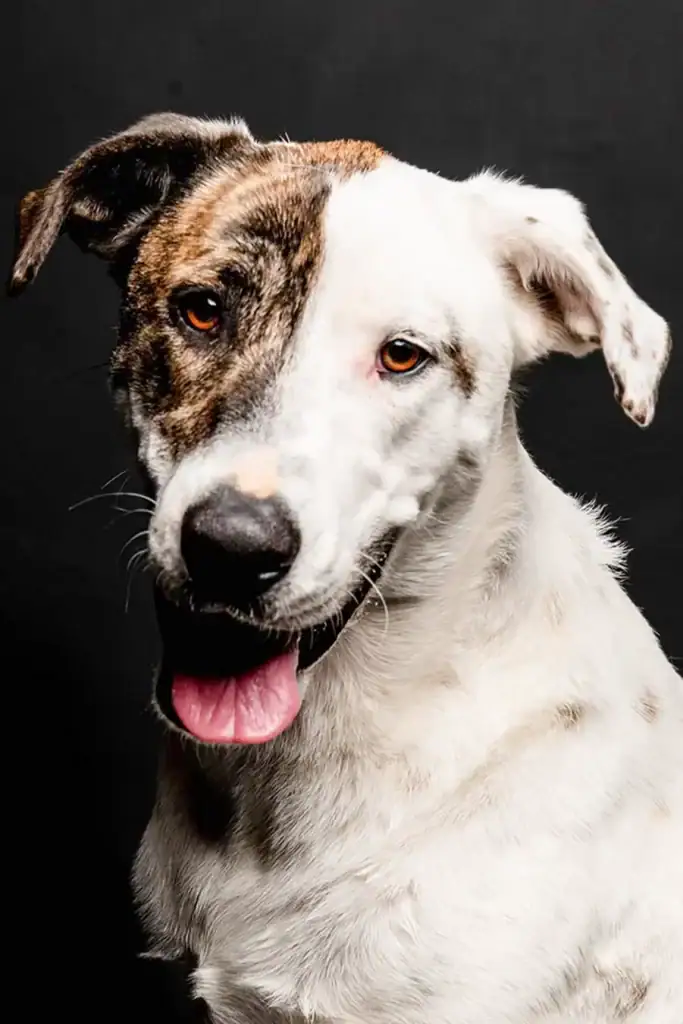 Close-up studio portrait of a happy Pitbull and Greyhound cross dog with spotted coat, tongue out, against a dark background