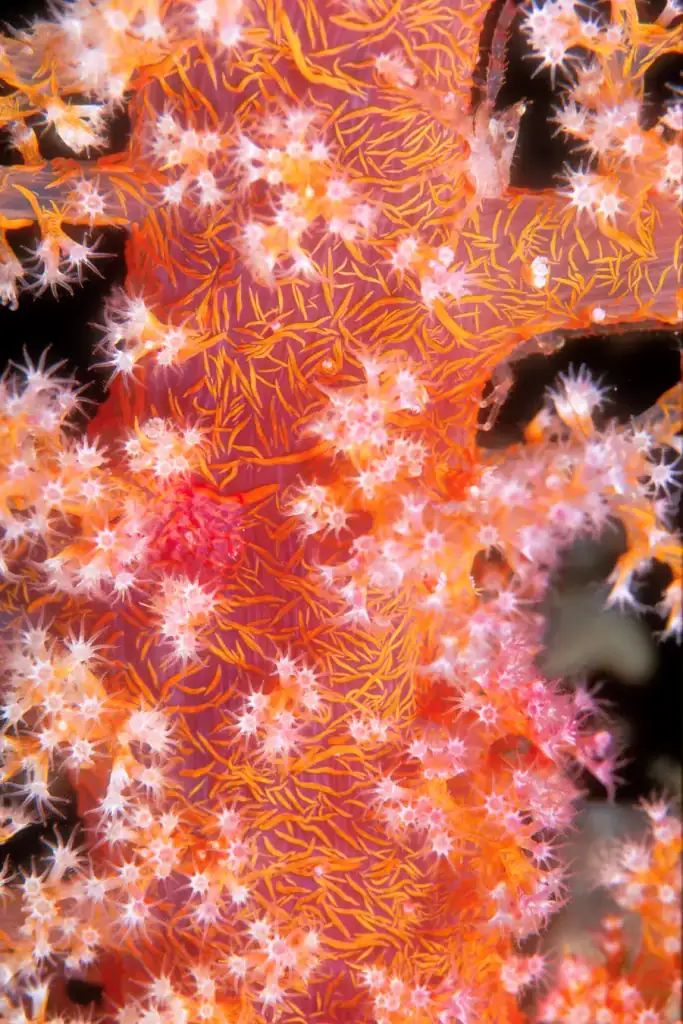 Close-up underwater photograph of soft coral with intricate yellow vein-like structures and white star-shaped polyps on a magenta surface