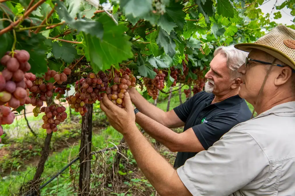 Two vineyard workers in South Africa inspecting ripe red grape bunches under lush vines during harvest season for this brand photography session.