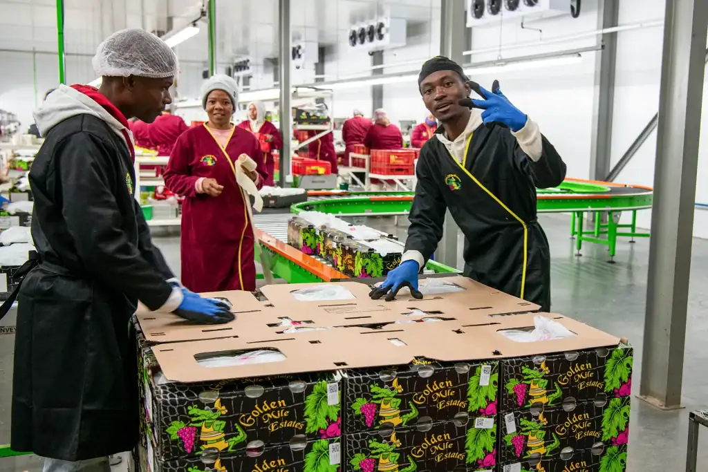 Fruit packing staff in a South African facility sealing boxes of grapes labelled Golden Mile Estates for export in this brand photography image