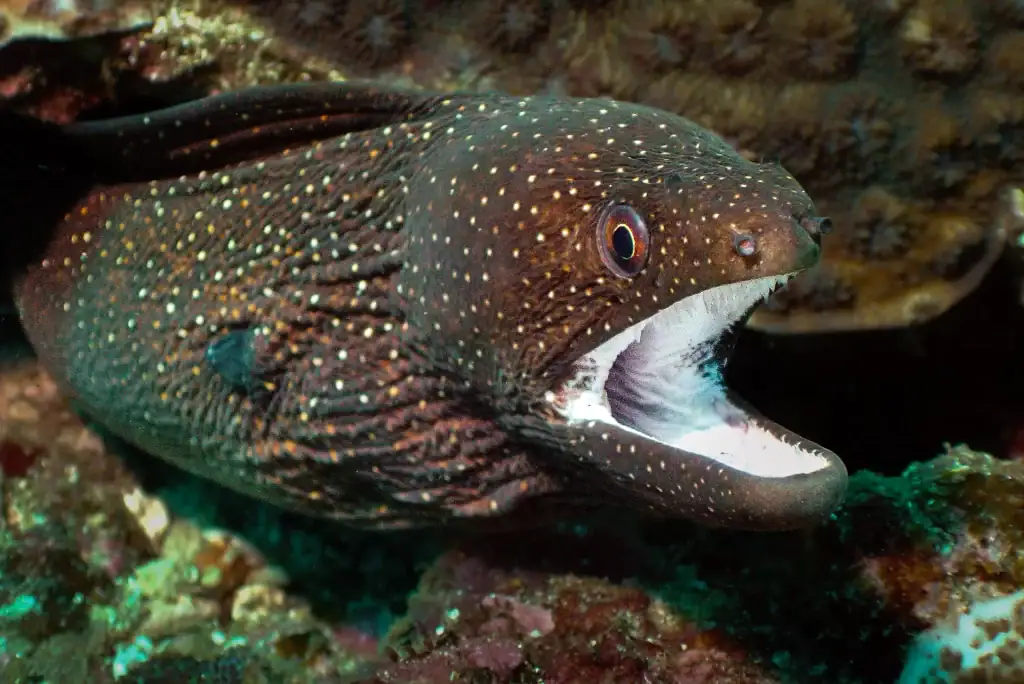 Close-up underwater photo of a spotted moray eel with open mouth showing sharp teeth, taken on a coral reef dive in tropical waters