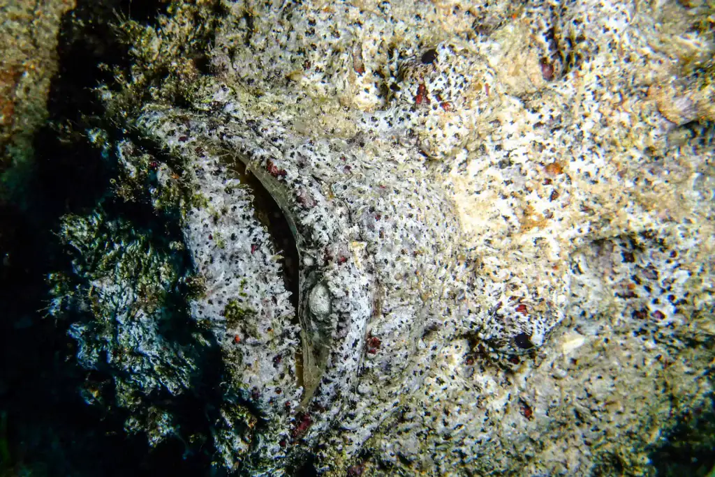Highly camouflaged stonefish blending perfectly into coral reef rock textures, with only its eye and jaw faintly visible
