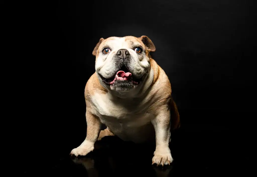 Close-up of a bulldog sitting on a glossy black floor under dramatic studio lighting, looking excited and wide-eyed