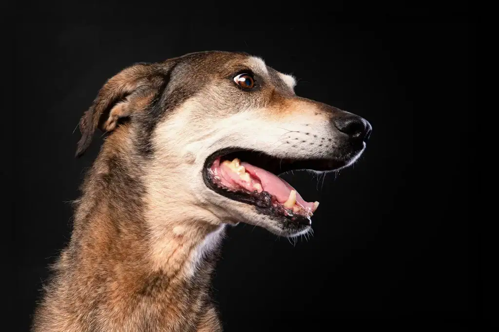 Close-up side profile of a dog with mouth open and expressive eyes in a dark studio background