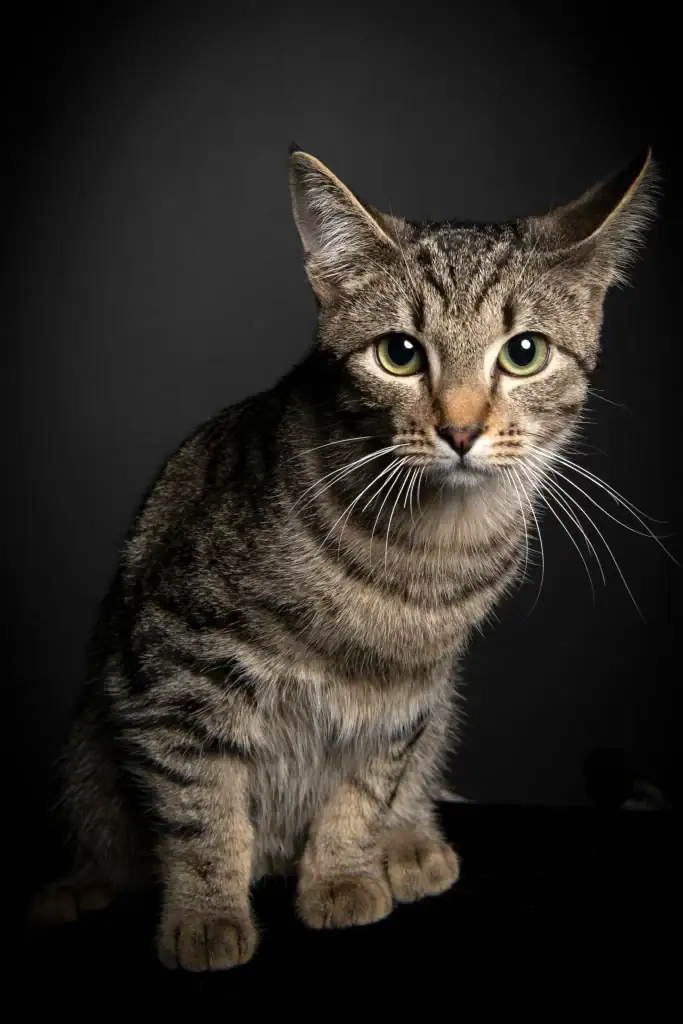 Close-up portrait of a tabby cat with green eyes, photographed in studio lighting against a black background for professional pet photography