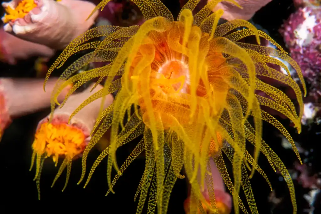 Macro image of a vibrant yellow sun coral polyp with delicate tentacles extending in radial patterns, set against a dark reef background