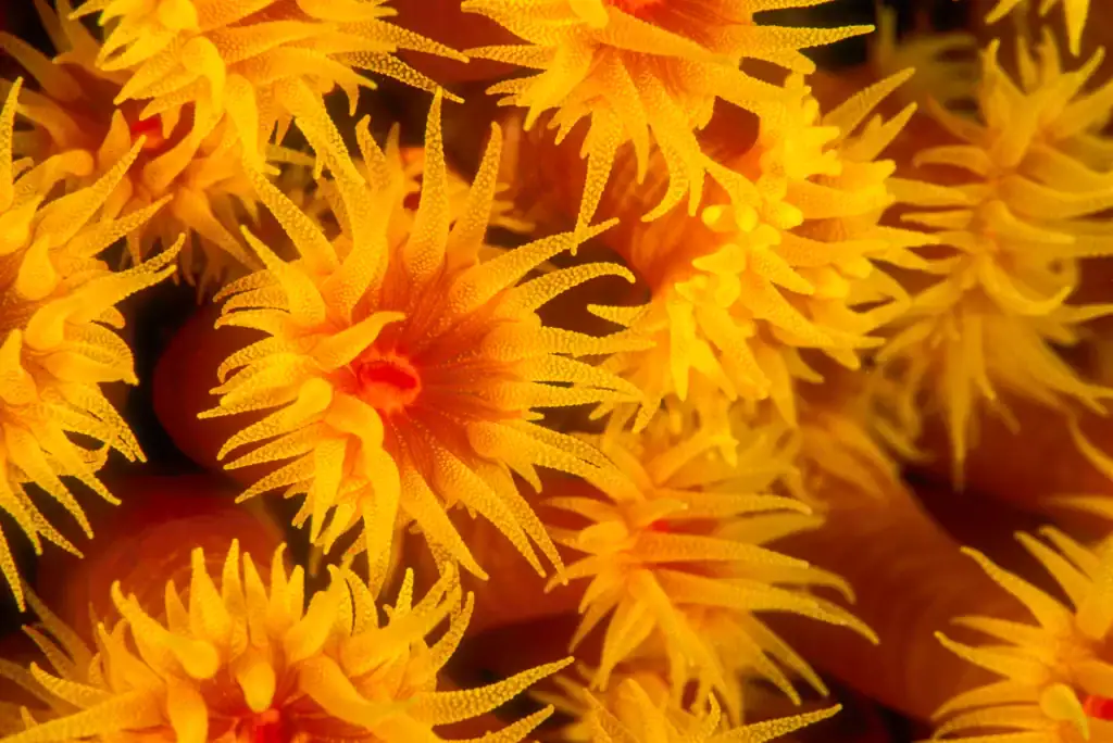 Macro close-up of vivid yellow and orange sun coral polyps with intricate tentacle textures and radiant central openings