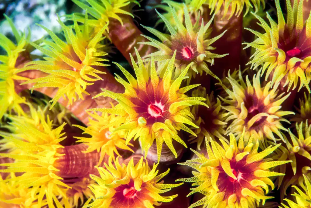 Macro photograph of Tubastraea sun coral polyps with bright yellow tentacles and deep red centres, captured in vibrant underwater detail