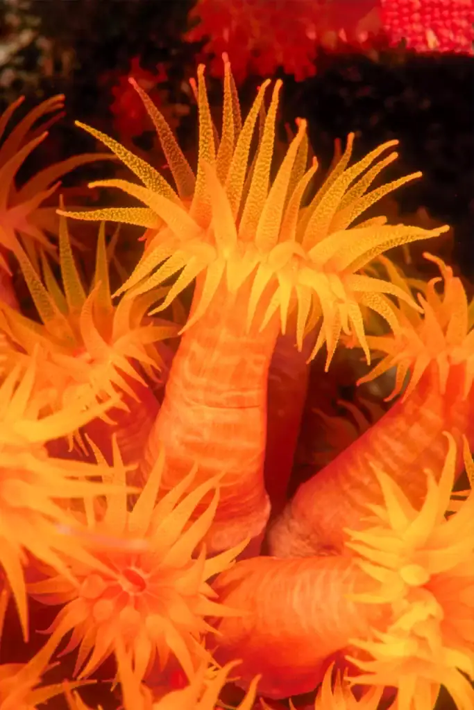 Bright orange sun coral polyps with delicate translucent tentacles in an underwater macro photograph