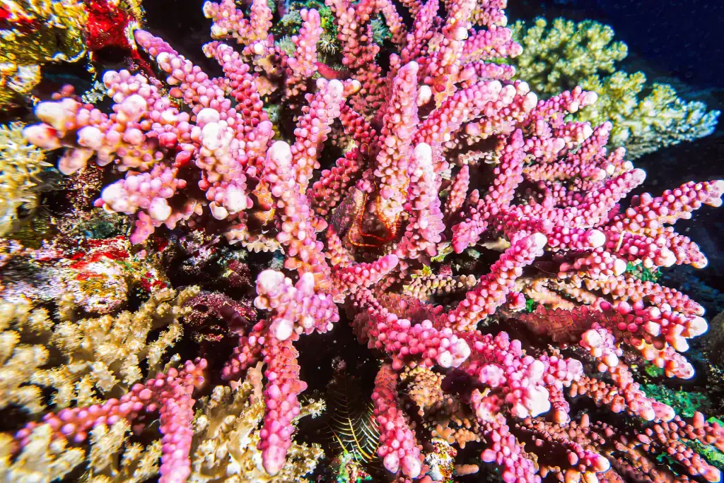 Vivid pink stony coral colony growing on a reef with small marine life visible between branches