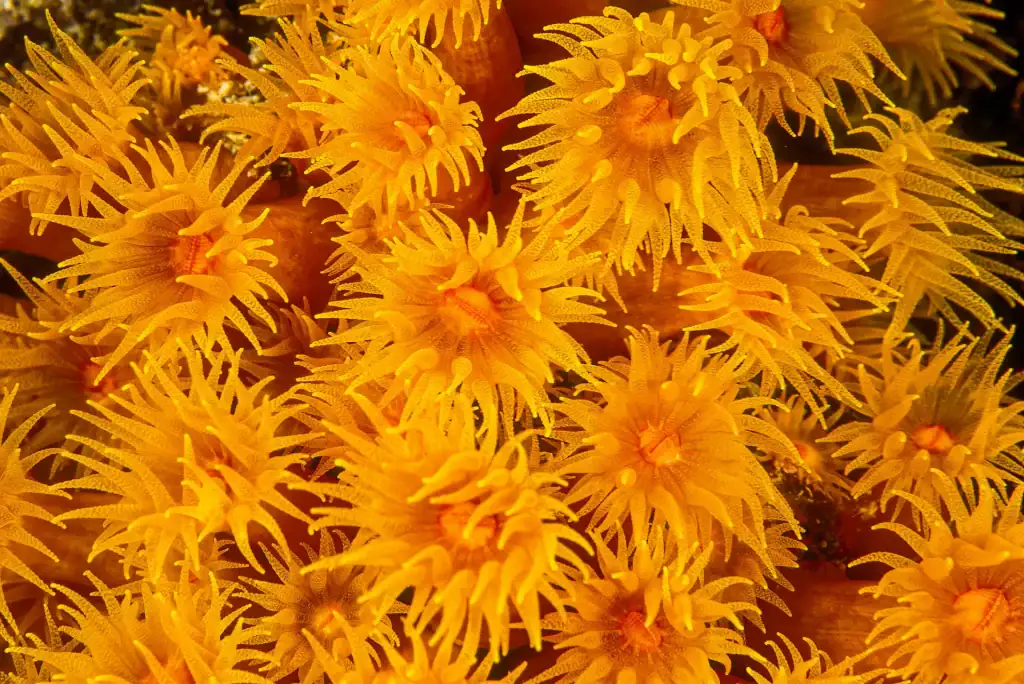 Close-up image showing dense cluster of sun coral polyps with extended golden-yellow tentacles on a reef