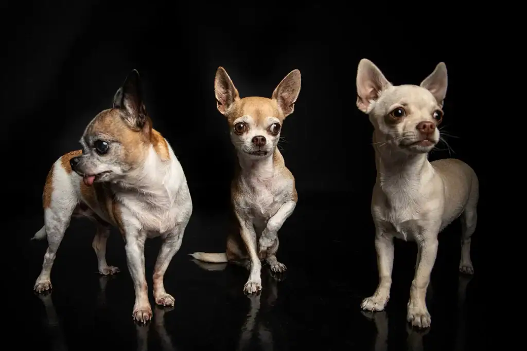 Studio photo of three Chihuahuas with distinct expressions and poses on a black background – professional dog photography in Johannesburg