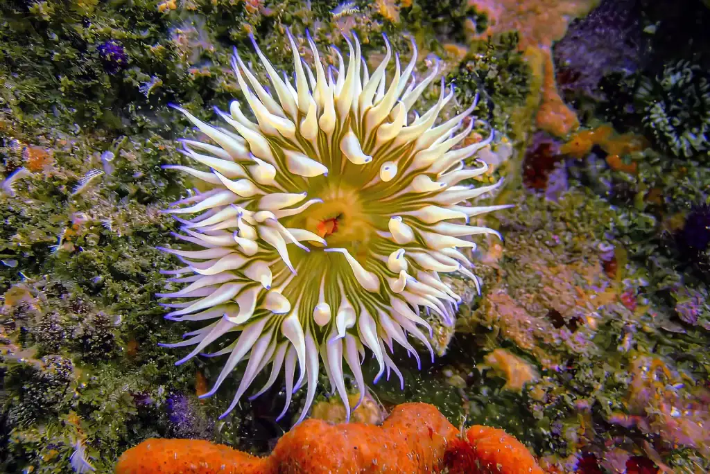 Close-up photograph of a colourful sea anemone with flowing white and purple tentacles resting on a vibrant coral reef