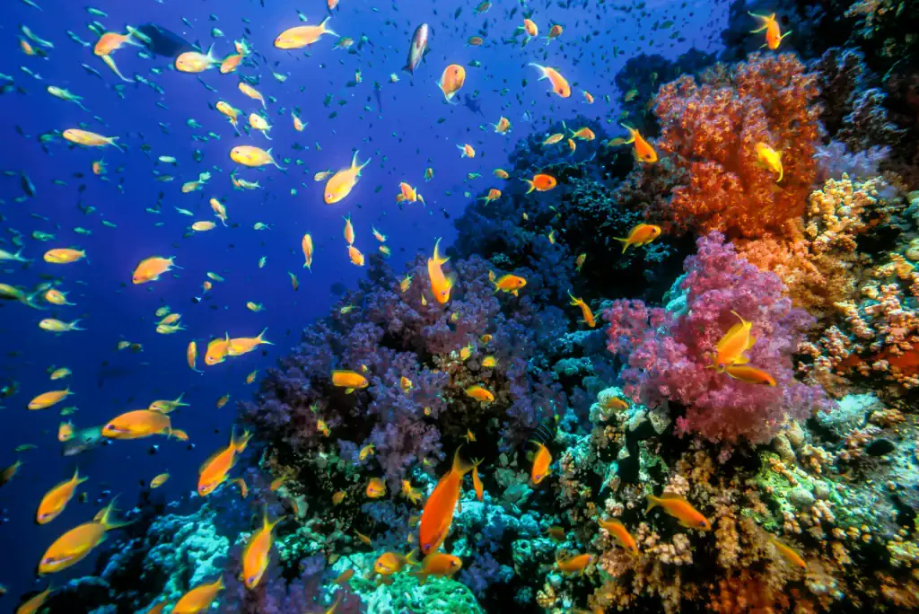 Colourful coral reef in the Red Sea teeming with bright orange anthias fish, purple soft corals, and deep blue water in the background