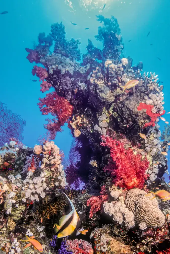 A towering vertical reef teeming with colourful corals and reef fish, captured under bright Red Sea sunlight.