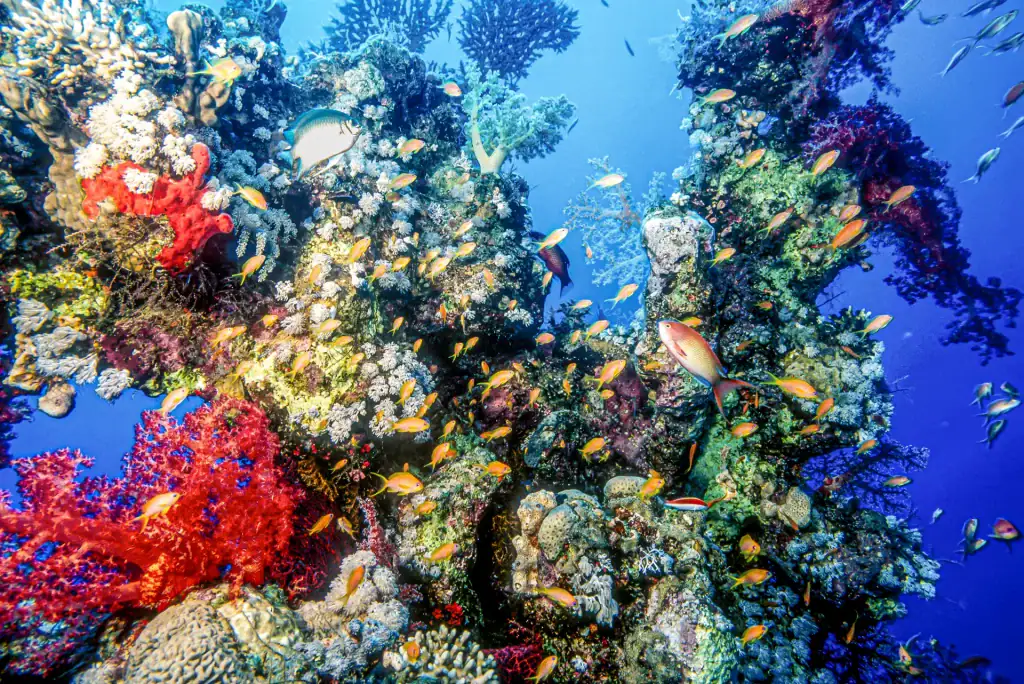 A colourful coral reef in the Red Sea bursting with anthias and other reef fish, surrounded by soft corals in shades of red, orange, and purple.