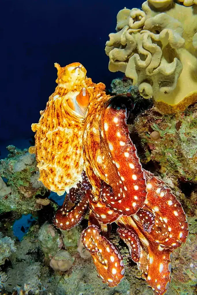 This image would stand out in a nature or underwater-themed exhibition, especially in a section dedicated to camouflage, marine intelligence, or oceanic biodiversity.