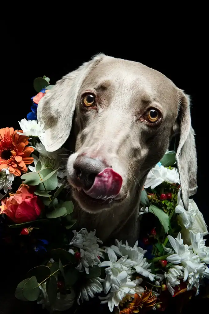 Close-up of a Weimaraner dog with a floral wreath around its neck, licking its nose against a dark background