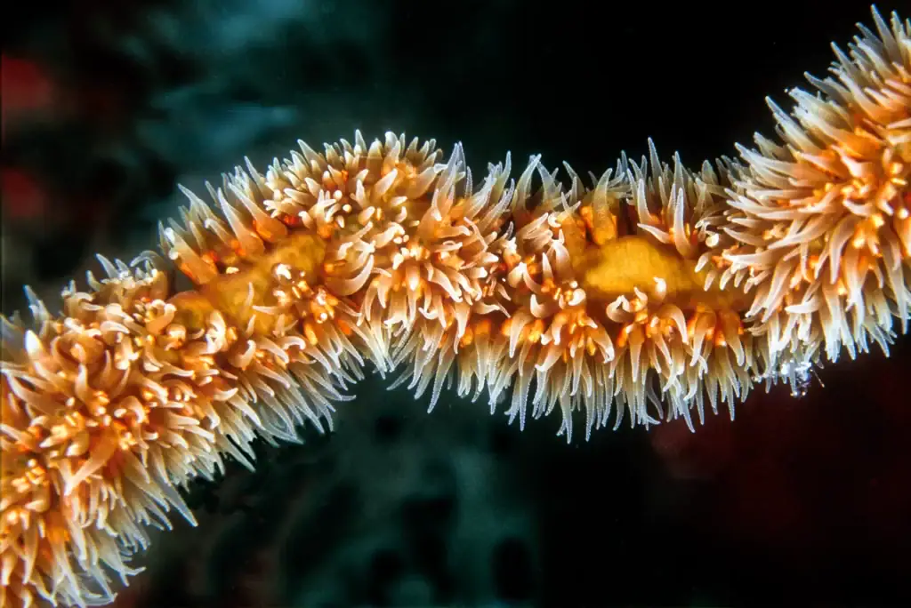 Close-up image of wire coral polyps in full bloom with soft orange and white tentacles spiralling around a coral whip, photographed underwater against a dark backdrop