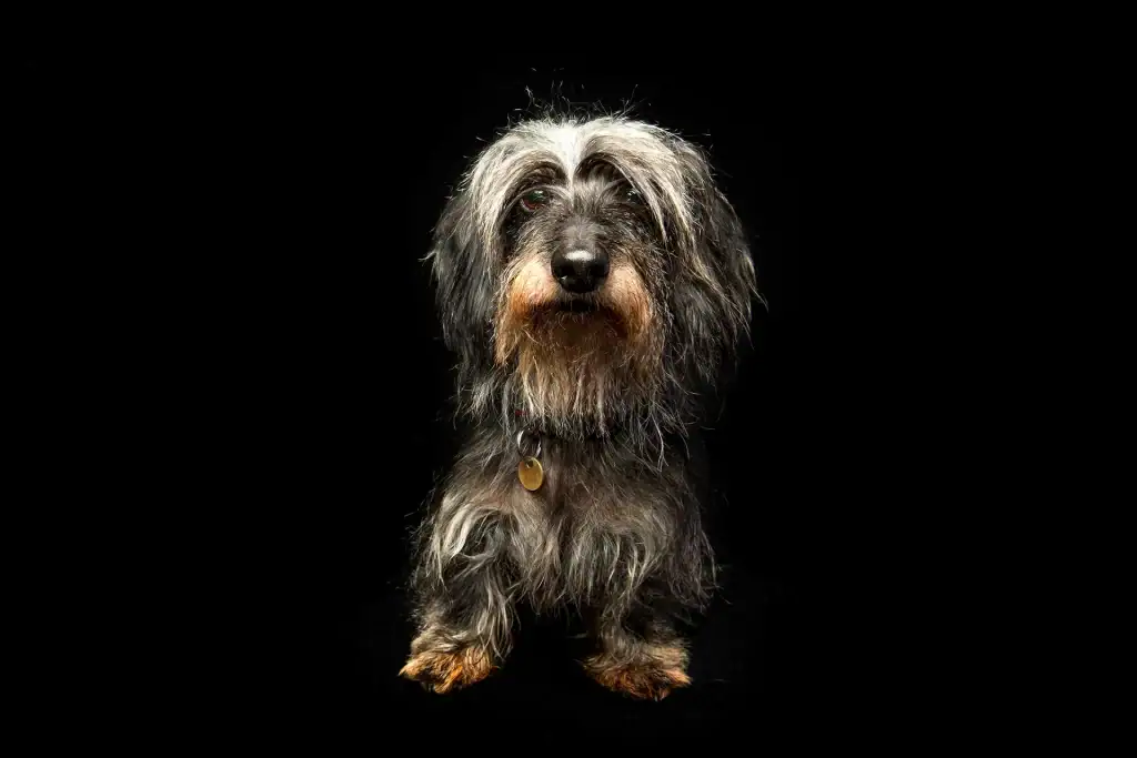 Studio portrait of a wirehaired dachshund with expressive eyes and detailed coat against a black background
