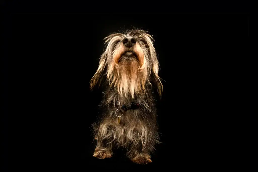 Wirehaired Dachshund sitting proudly in a professional black studio setup, highlighting its long facial hair and expressive beard