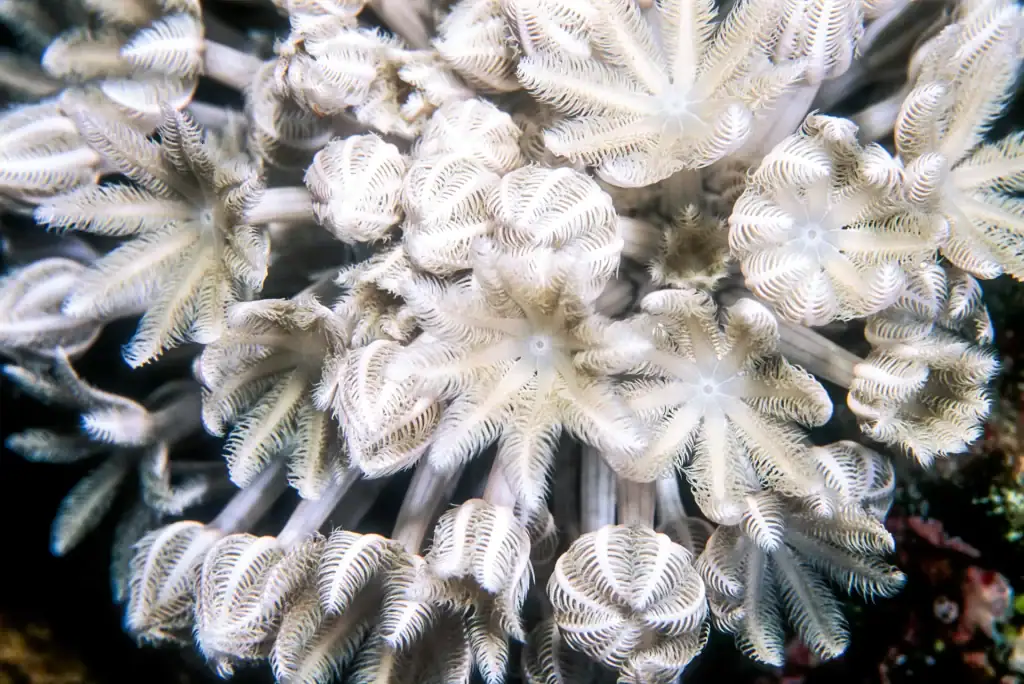 Close-up photo of pulsing white Xenia coral polyps with soft feathered tentacles, showcasing delicate reef textures