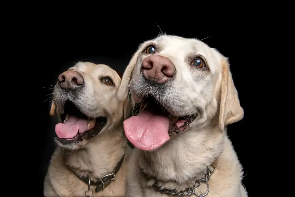Two Yellow Labrador Retrievers smiling side by side in a studio portrait