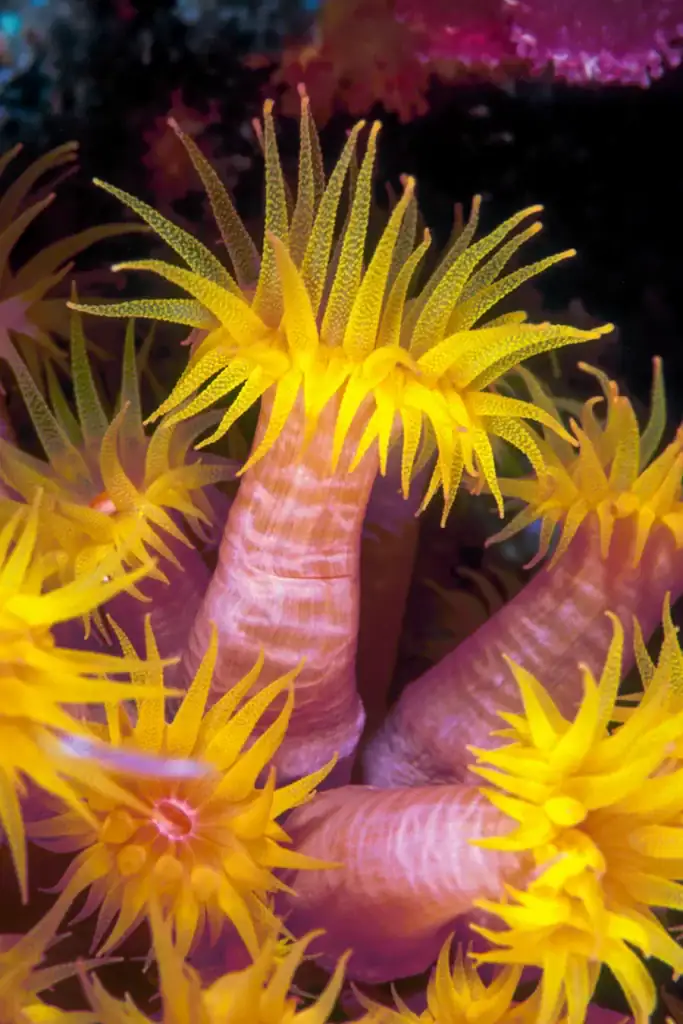 Detailed macro shot of vibrant yellow sun coral polyps extending from purple-pink stems against a dark underwater backdrop