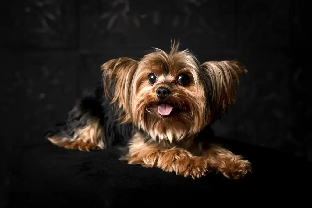 Happy Yorkshire Terrier lying on soft black surface, looking up with tongue out and silky fur perfectly groomed