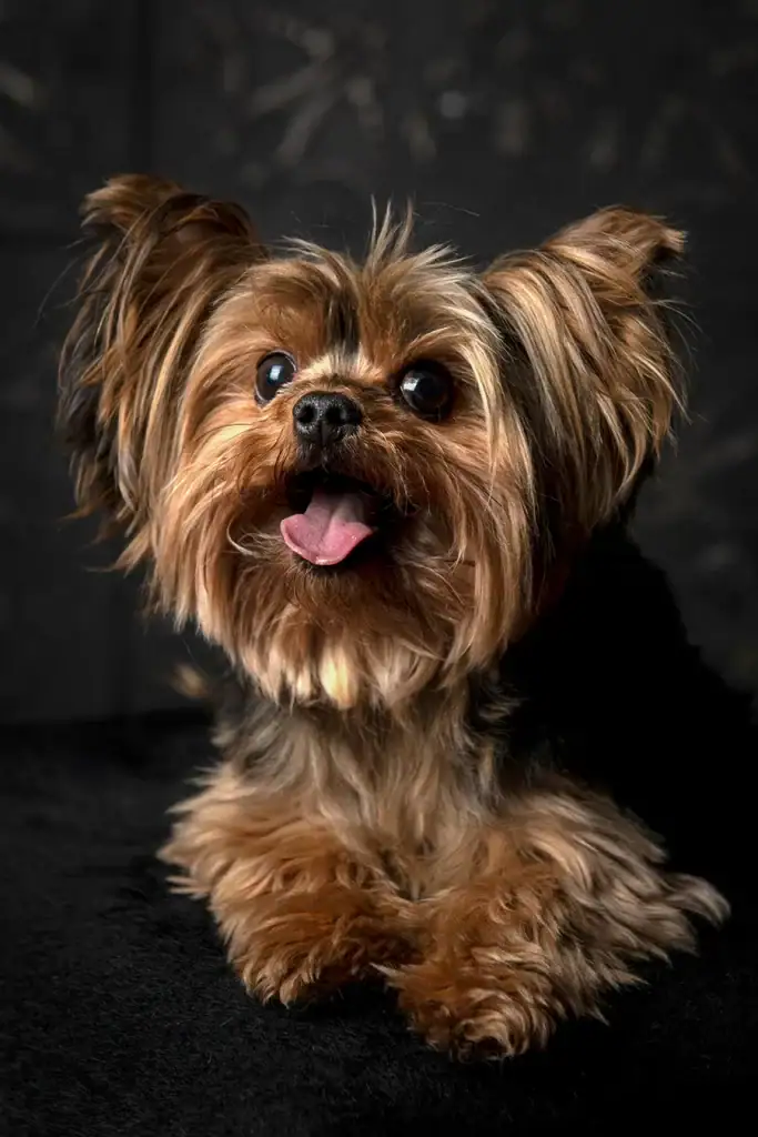Close-up portrait of a Yorkshire Terrier dog on black background – professional pet photography in Johannesburg