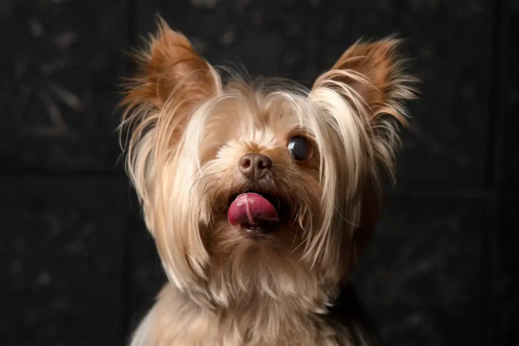 Closeup studio portrait of a Yorkshire Terrier with tongue out and expressive eyes, captured against a dark background in a professional pet session