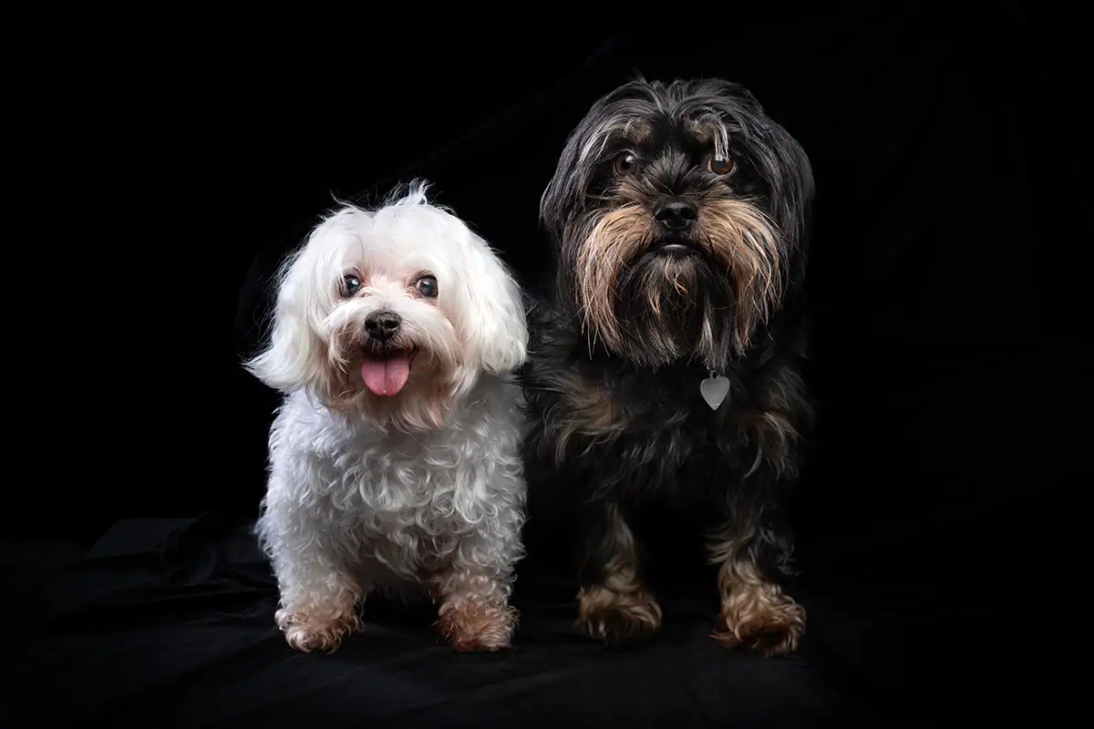 Light and dark coated dogs photographed with detailed studio lighting during a pet photography session in Johannesburg