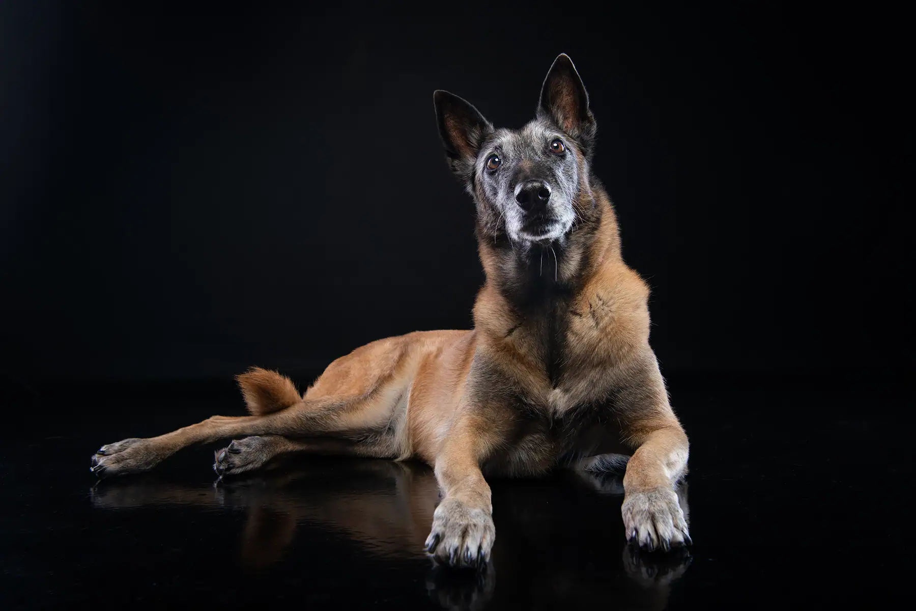 Fine art dog portrait created with dramatic studio lighting by a professional pet photographer in Johannesburg