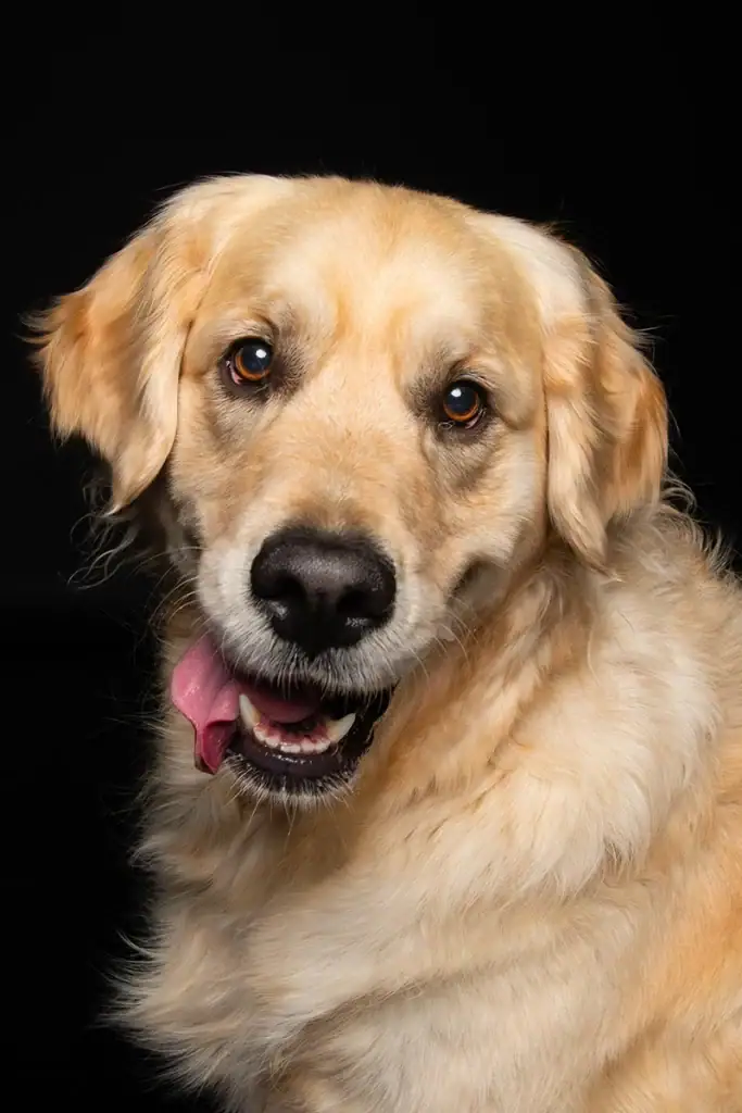 Expressive Golden Retriever portrait during a professional pet photography session in Johannesburg