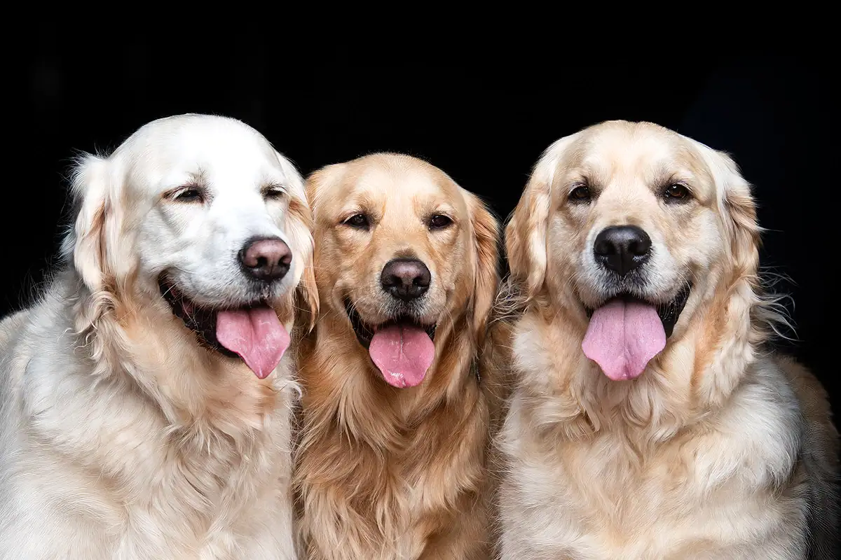 Three Golden Retrievers together during a professional multi dog photography session in Johannesburg